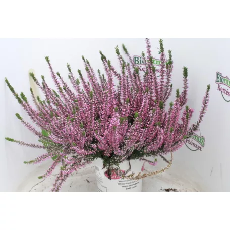 Csarab Calluna 13 cm