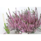 Csarab Calluna 13 cm