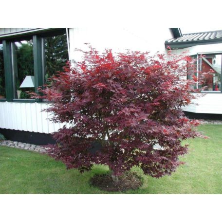 Vöröslevelű japán juhar Acer palmatum 'Atropurpureum' K3 40/+