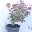 Vöröslevelű japán juhar Acer palmatum 'Atropurpureum' K3 40/+