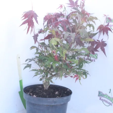 Vöröslevelű japán juhar Acer palmatum 'Atropurpureum' K3 40/+