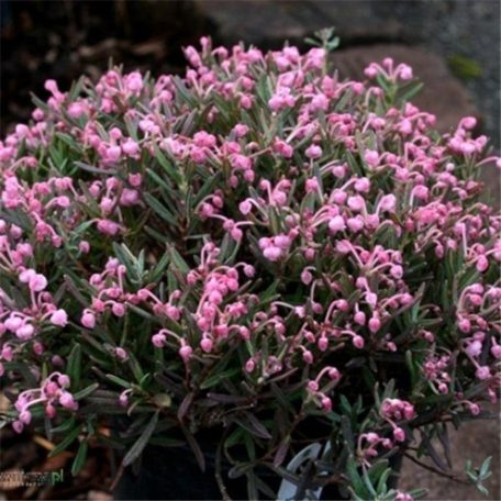 Tőzegrozmaring Andromeda polifolia 'Blue Ice' K2 20/30