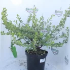 Kőtörőcserje Escallonia 'Red dream' K2 20/+