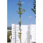 Páfrányfenyő Ginkgo biloba K18 200/+