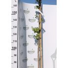 Páfrányfenyő Ginkgo biloba K18 200/+