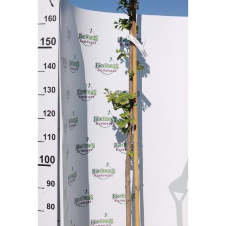 Páfrányfenyő Ginkgo biloba K18 200/+