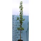 Páfrányfenyő Ginkgo biloba K18 200/+
