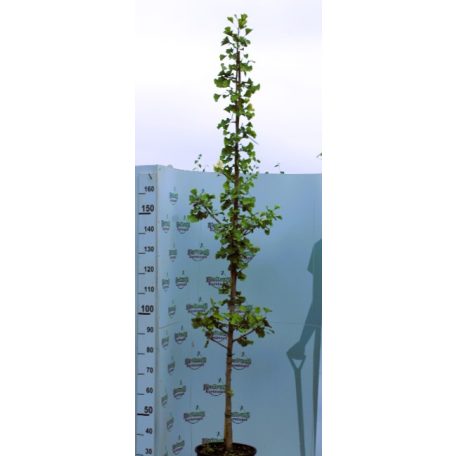 Páfrányfenyő Ginkgo biloba K18 200/+