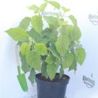 Cserjés hortenzia Hydrangea arb. 'Annabelle' K2 20/30