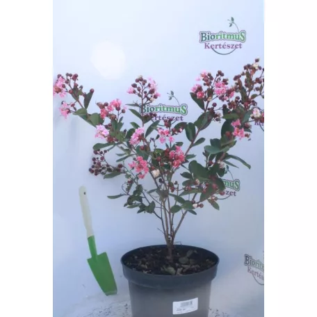 Kínai selyemmírtusz Lagerstroemia indica ”Berlingot Menthe” K3 30/40cm