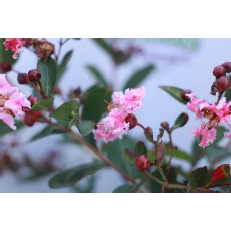 Kínai selyemmírtusz Lagerstroemia indica ”Berlingot Menthe” K3 30/40cm