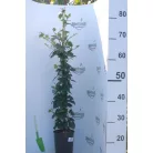 Tüskementes fekete szeder Rubus fruticosus Black Satin K2 40/60