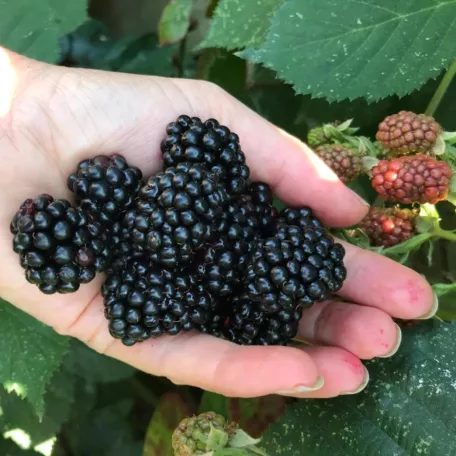 Tüskementes fekete szeder Rubus fruticosus Black Satin K2 40/60