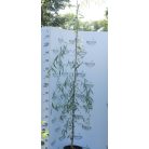 Szomorúfűz Salix alba 'Tristis' K7.5 200/+