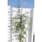 Amerikai mocsárciprus Taxodium distichum K7.5 200/+