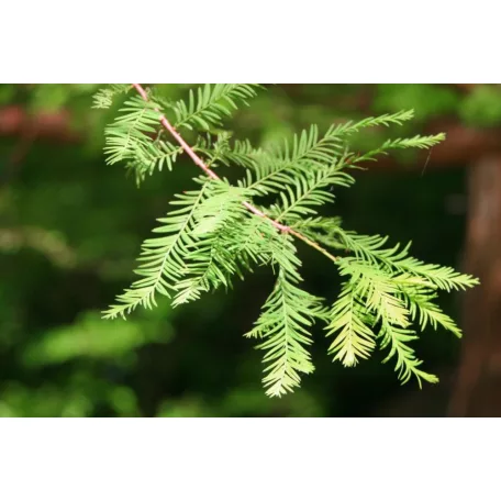 Amerikai mocsárciprus Taxodium distichum K7.5 200/+