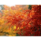 Amerikai mocsárciprus Taxodium distichum K7.5 200/+