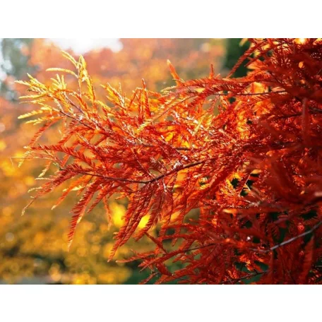 Amerikai mocsárciprus Taxodium distichum K7.5 200/+