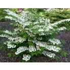 Redős levelű bangita Viburnum plicatum 'Mariesii' K2 20/30
