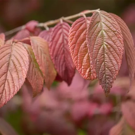 Redős levelű bangita Viburnum plicatum 'Mariesii' K2 20/30