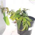 Redős levelű bangita Viburnum plicatum 'Mariesii' K2 20/30