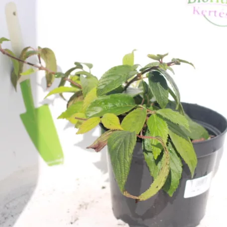 Redős levelű bangita Viburnum plicatum 'Mariesii' K2 20/30