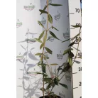 Prágai bangita Viburnum pragense K2 30/40