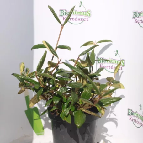 Prágai bangita Viburnum pragense K2 30/40