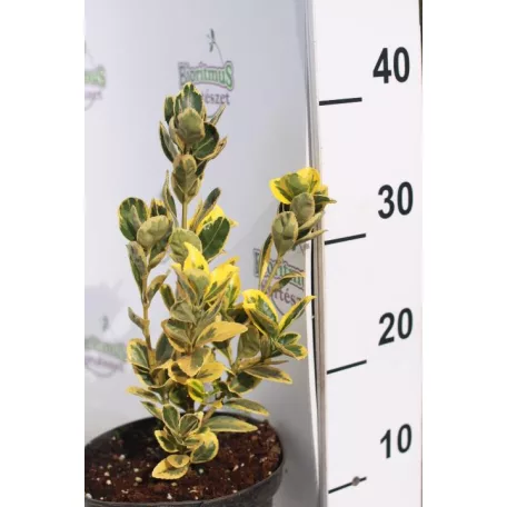Japán kecskerágó Euonymus japonicus 'Aureomarginatus' K2 lit.