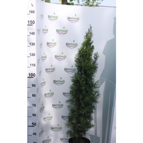 Smaragd tuja Thuja occidentalis 'Smaragd' K7.5 100/125 cm