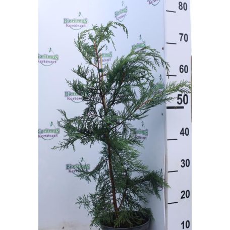 Cupressocyparis leylandii K2 60/80 