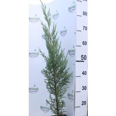   Leyland ciprus Cupressocyparis x leylandii Blue Jeans 60/80 cm