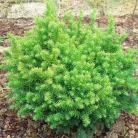 Japán ciprus -szugifenyő Cryptomeria japonica 'Vilmoriniana' K2 lit.
