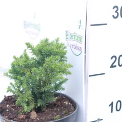   Japán ciprus -szugifenyő Cryptomeria japonica 'Vilmoriniana' K2 lit.