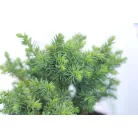 Japán ciprus -szugifenyő Cryptomeria japonica 'Vilmoriniana' K2 lit.