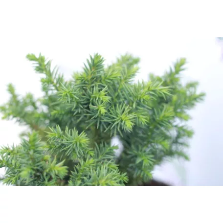Japán ciprus -szugifenyő Cryptomeria japonica 'Vilmoriniana' K2 lit.