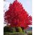 Tűzvörös Juhar Acer tataricum subsp. ginnala K5 100/150cm