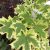 Tarka levelű korai juhar Acer platanoides 'Drummondii' K25 6/8