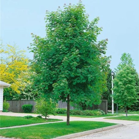 Korai juhar Acer platanoides 'Emerald Queen' Konténeres 15 lit. 8/10