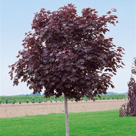 Vöröslevelű juhar Acer platanoides Royal Red K20 6/8