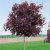 Vöröslevelű juhar Acer platanoides Royal Red K20 6/8