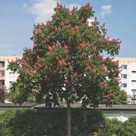 Piros virágú vadgesztenye Aesculus carnea 'Briotti' K35 8/10