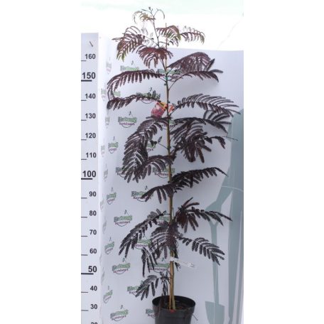 Bordó levelű selyemakác Albizia julibrissin 'Summer Chocolate' K7.5 100/150cm