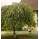 Csüngő nyír Betula pendula 'Youngii' K25 8/10 T200 cm