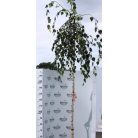 Csüngő nyír Betula pendula 'Youngii' K25 8/10 T200 cm