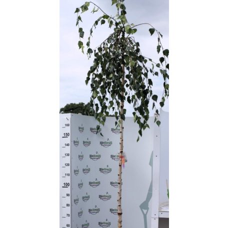 Csüngő nyír Betula pendula 'Youngii' K25 8/10 T200 cm