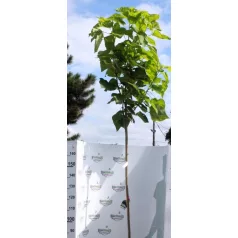 Szivarfa Catalpa bignonioides Konténeres 15 lit. 6/8 cm