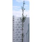 Oszlopos törpe páfrányfenyő Ginkgo biloba 'Menhir' K20 3xi 200/250