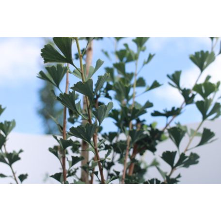 Oszlopos törpe páfrányfenyő Ginkgo biloba 'Menhir' K20 3xi 200/250