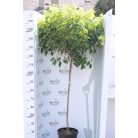 Törzses bugás hortenzia Hydrangea paniculata 'Limelight' K10.5 T90